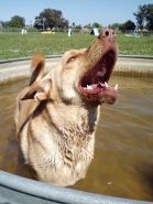 Diogi - the_water_dog